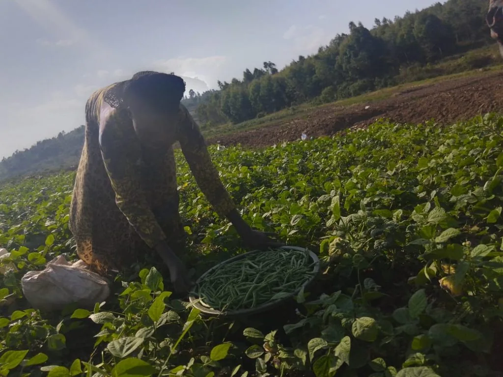 Mu murima w’imiteja · Gacurabwenge